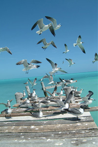 M&Ouml;VEN CANCUN